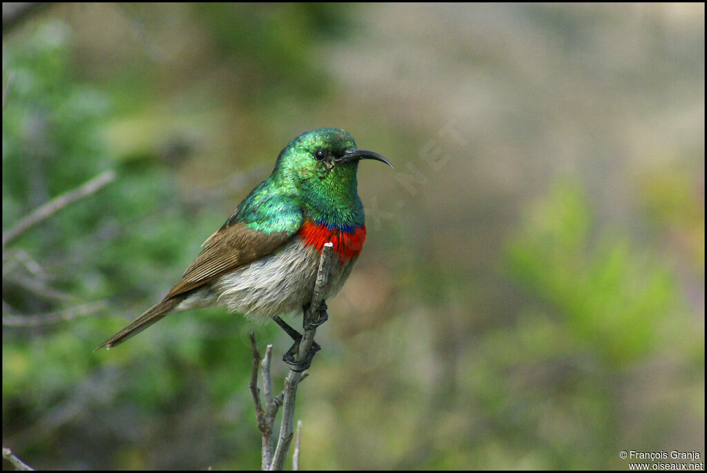 Southern Double-collared Sunbird male