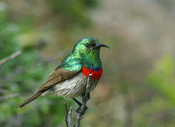 Southern Double-collared Sunbird