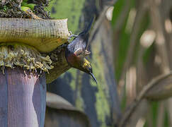 Copper Sunbird