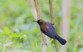 Copper Sunbird