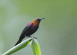 Copper Sunbird