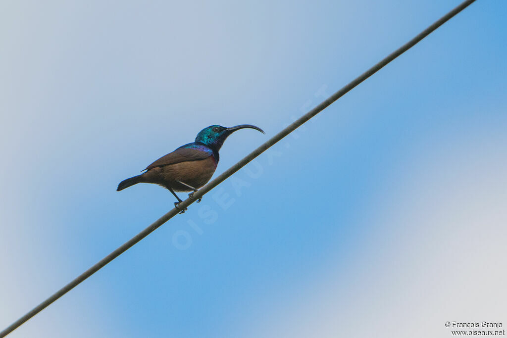 Loten's Sunbird male