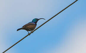 Loten's Sunbird