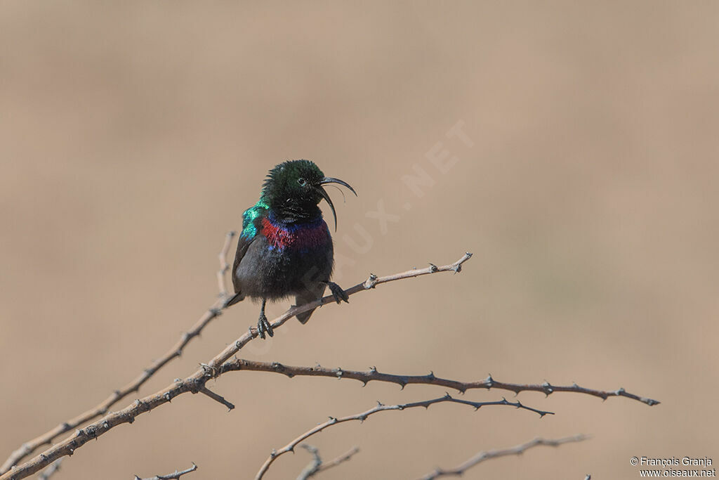 Marico Sunbird