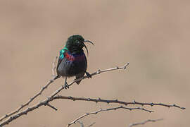 Marico Sunbird