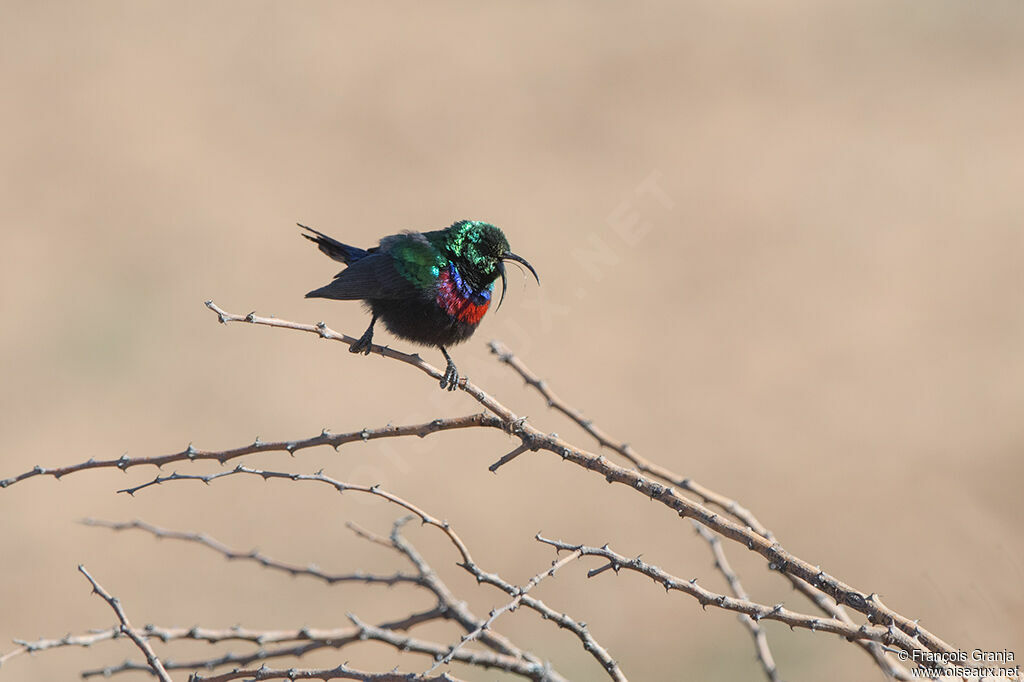 Marico Sunbird