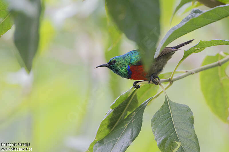 Souimanga de Preuss mâle adulte, identification