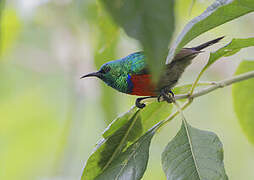 Northern Double-collared Sunbird