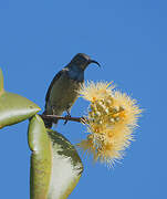 Seychelles Sunbird