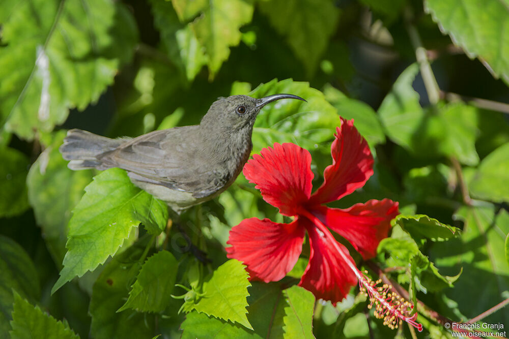 Seychelles Sunbird female adult