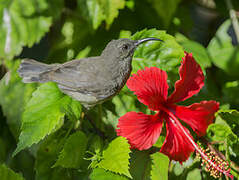 Seychelles Sunbird