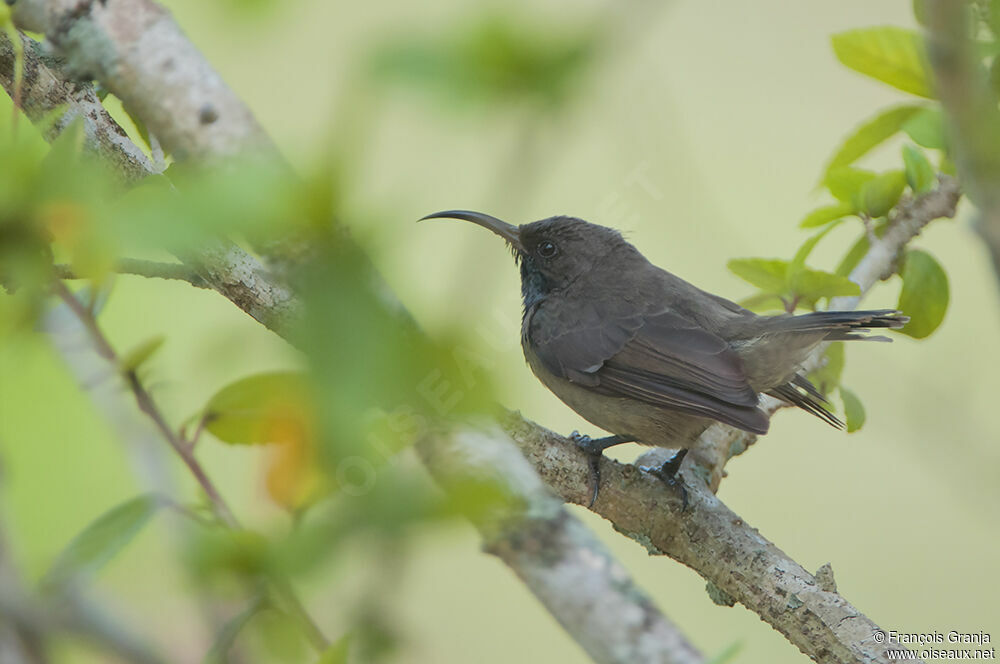 Seychelles Sunbird male immature