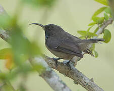 Seychelles Sunbird