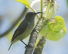 Seychelles Sunbird