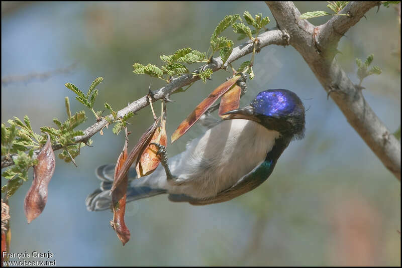 Eastern Violet-backed Sunbird male adult, feeding habits