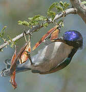 Eastern Violet-backed Sunbird