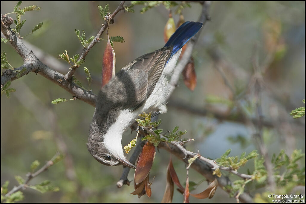 Eastern Violet-backed Sunbird female