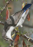 Eastern Violet-backed Sunbird