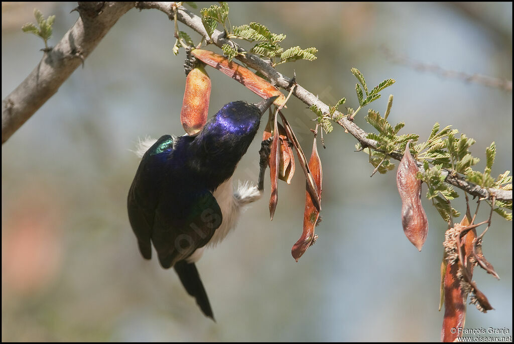 Eastern Violet-backed Sunbird male adult