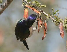 Eastern Violet-backed Sunbird