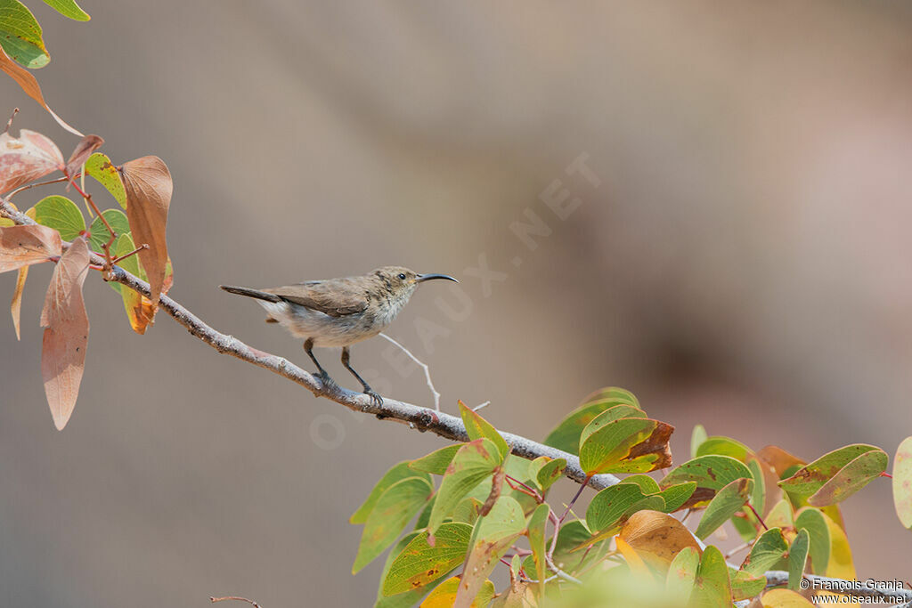 Dusky Sunbird female