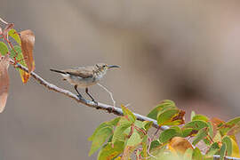 Dusky Sunbird