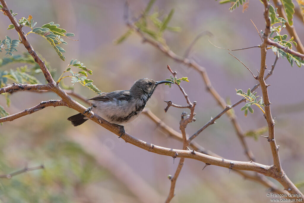 Dusky Sunbird male