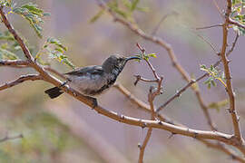 Dusky Sunbird