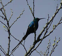 Malachite Sunbird