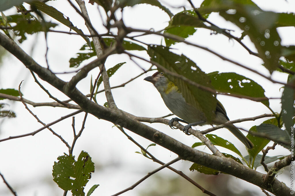 Black-billed Peppershrike