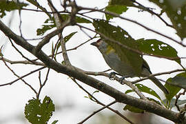 Black-billed Peppershrike