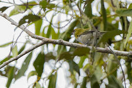 Black-billed Peppershrike