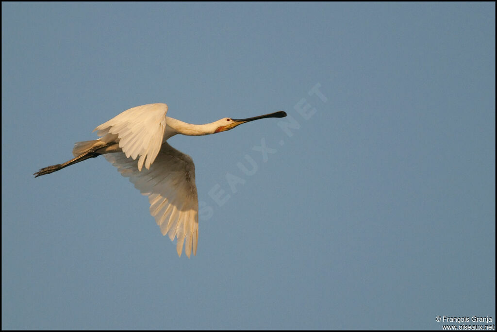 Eurasian Spoonbilladult, Flight