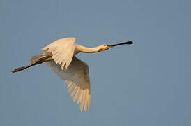 Eurasian Spoonbill