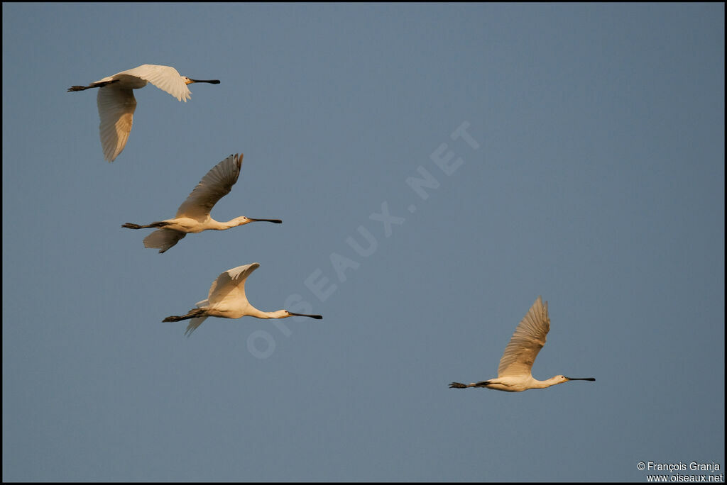 Eurasian Spoonbilladult, Flight