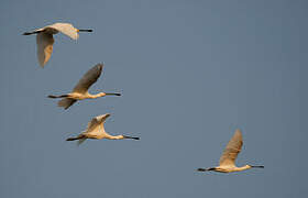 Eurasian Spoonbill