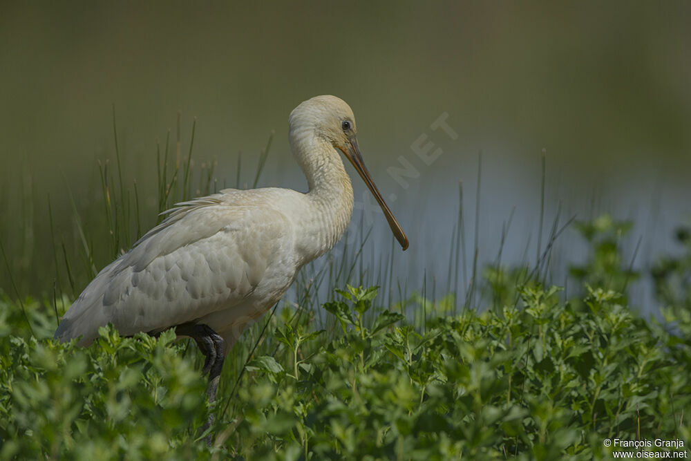 Eurasian Spoonbilladult