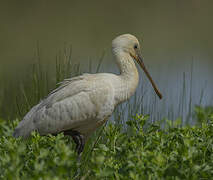 Eurasian Spoonbill