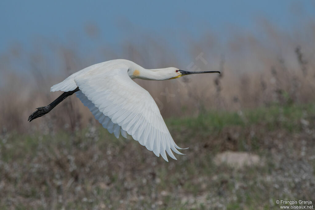 Eurasian Spoonbill