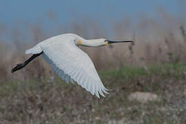 Eurasian Spoonbill