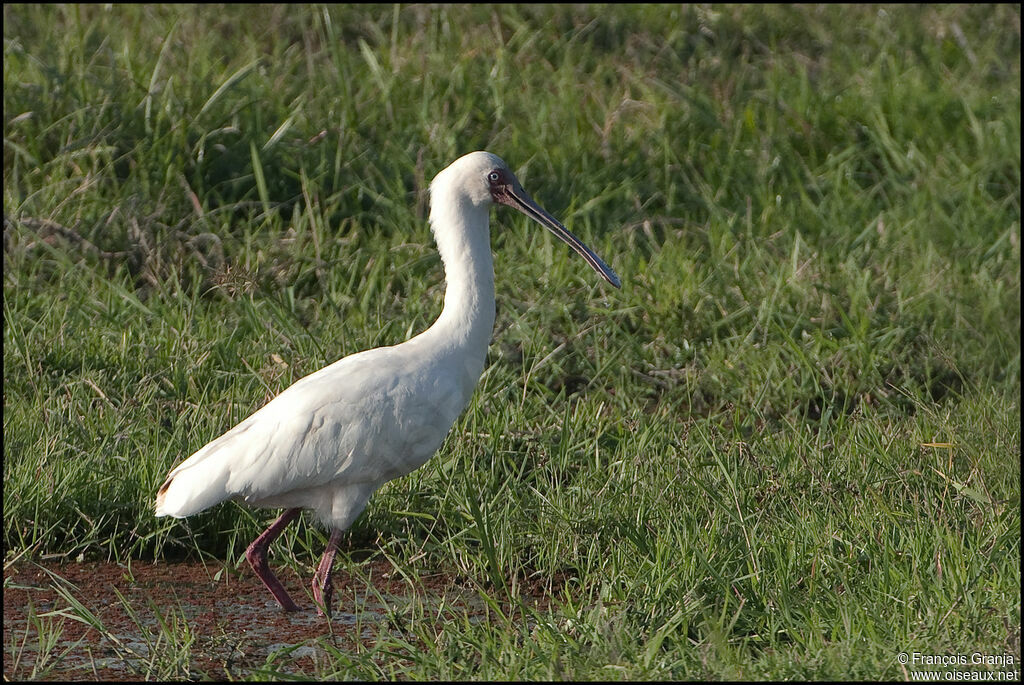 African Spoonbill