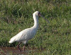 African Spoonbill