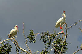 African Spoonbill