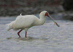 African Spoonbill