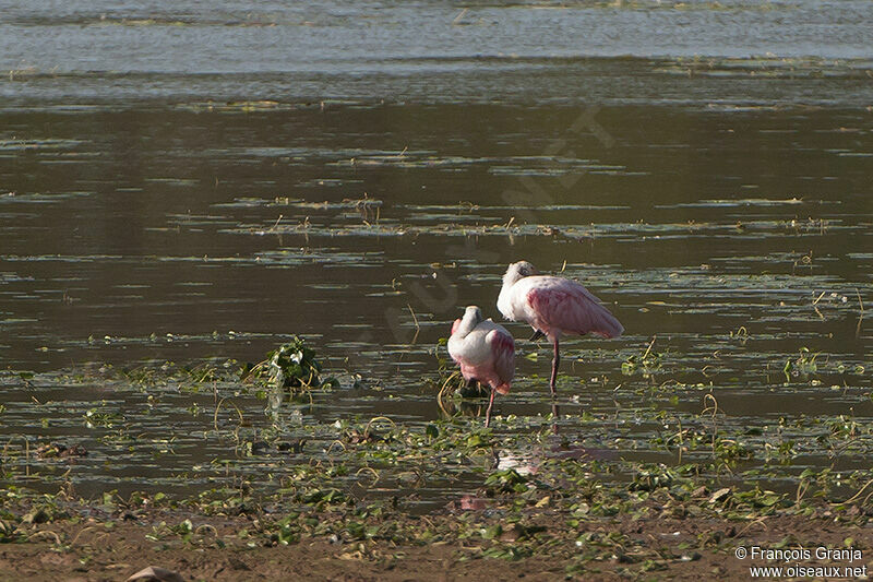 Roseate Spoonbill adult