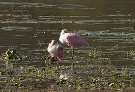 Roseate Spoonbill