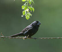 Thick-billed Seed Finch