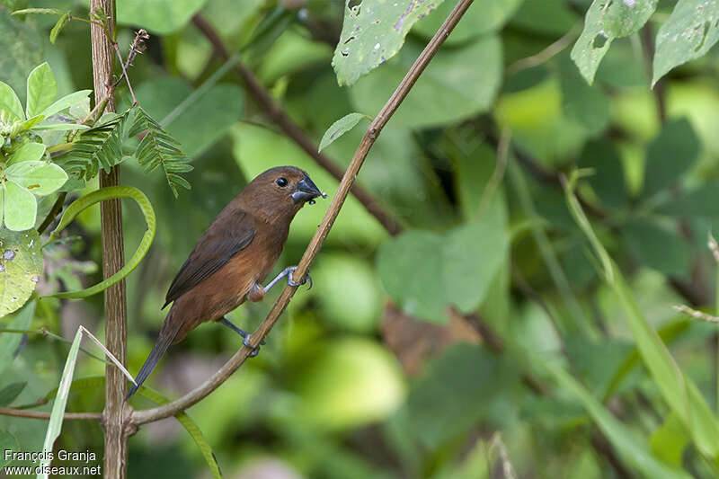 Thick-billed Seed Finch female adult, identification