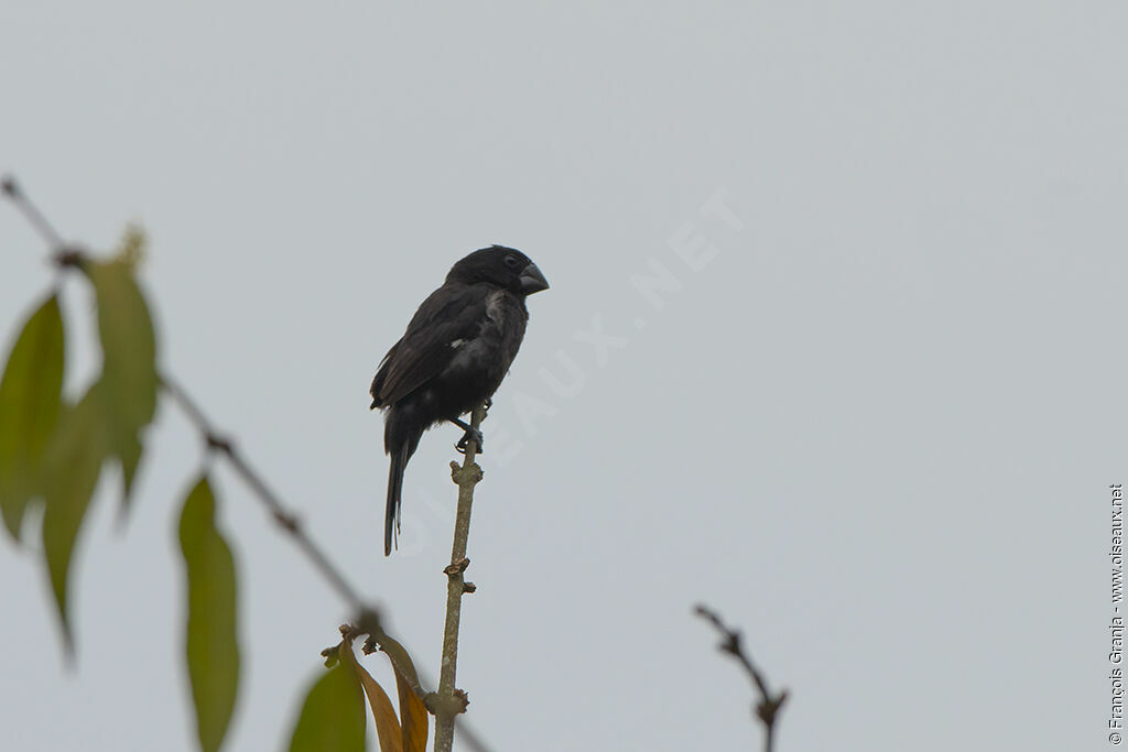 Thick-billed Seed Finch male