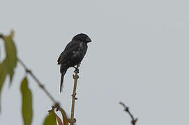 Thick-billed Seed Finch